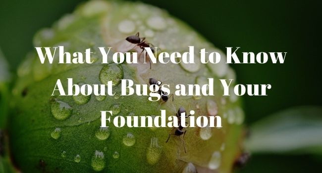 how bugs hurt your foundation