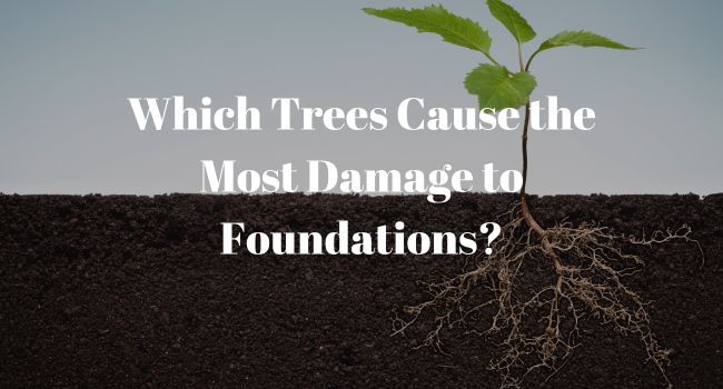 Which Trees Cause the Most Damage to Foundations?
