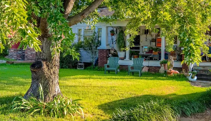 Big tree in a front yard.
