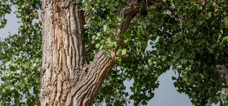 Cottonwood tree in Texas.