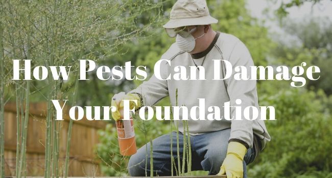 How Pests Can Damage Your Foundation