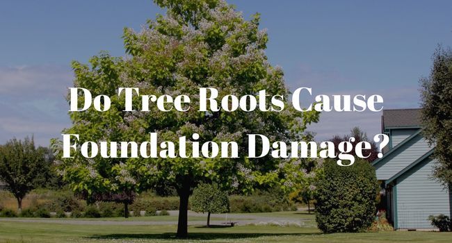 tree routs impacting a homes foundation