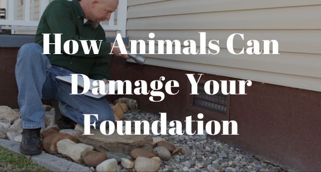 animals damage foundations