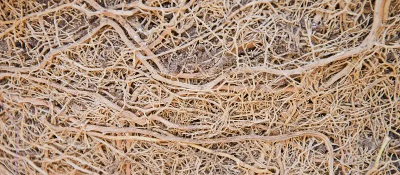 Gnarled tree roots under a foundation.